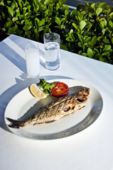 Aegean Bluefish plate and Turkish raki aka Greek Uzo in the garden table 