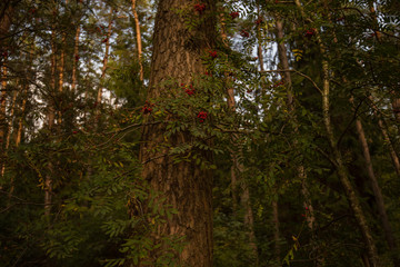 Autumn scene in a forest. The sun shining through the trees. Bush with lots of red berries on branches, autumnal background. Close-up colorful autumn wild bushes with red berries in the forest.