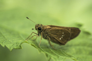  Brown Skippers on leave