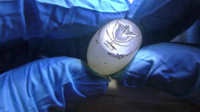 Ancient pendent seal made of stone with the image of flower or pomme grenade. Used to make impression on clay, paper or wax