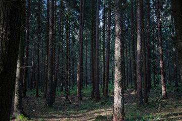 Fototapeta premium Dense forest. Misty autumnal coniferous forest at sunrise with old spruces and pines. Fir and pine trees in wild forest, lit by sunlight. Sustainable ecosystem and healthy environment concepts.