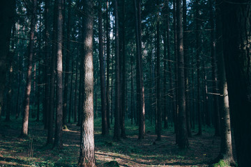 Dense forest. Misty autumnal coniferous forest at sunrise with old spruces and pines. Fir and pine trees in wild forest, lit by sunlight. Sustainable ecosystem and healthy environment concepts.
