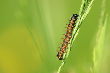Distelfalter Raupe