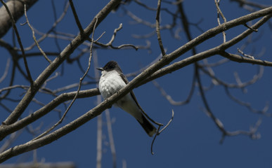 A King Bird perched in a tree.