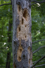Holes in a tree from woodpeckers.
