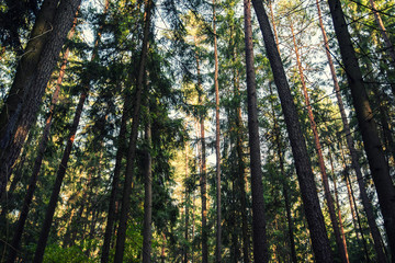 Dense forest. Misty autumnal coniferous forest at sunrise with old spruces and pines. Fir and pine trees in wild forest, lit by sunlight. Sustainable ecosystem and healthy environment concepts.