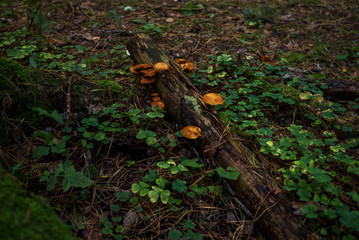 Obraz premium Dark magic forest. Group of mushrooms in the moss on a log. Brown wild mushroom at big tree that fell down in the deep forest. Forest mushroom with small green moss. Autumn forest.