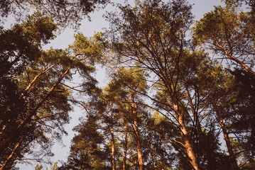 Perspective with in a dense forest of pine trees. View of of tall pine tree forest a common type of coniferous resinous trees viewed from below. Evergreen forest tops of tall trees with sunlight.