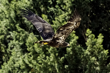 Young bald eagle (Haliaeetus leucocephalus) also known as white-headed or white-tailed eagle, sea eagle or American eagle