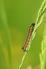 Distelfalter Raupe
