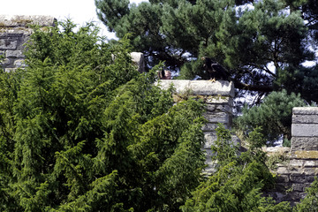 Young bald eagle (Haliaeetus leucocephalus) also known as white-headed or white-tailed eagle, sea eagle or American eagle