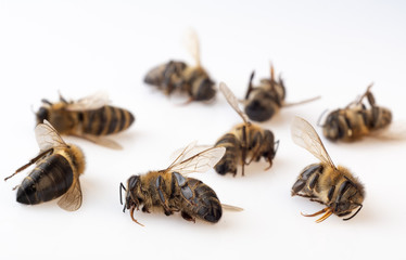 Dead honey bees on a white background. Death of bees.