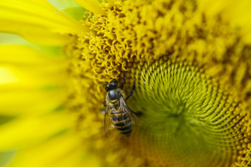 Sunflower with Bee
