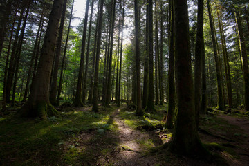Fototapeta na wymiar Wälder der Vogesen