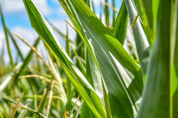 Maisfeld unter blauen Himmel