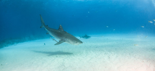 Fototapeta premium Tiger shark at Tigerbeach, Bahamas