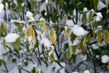 Leafs and snow