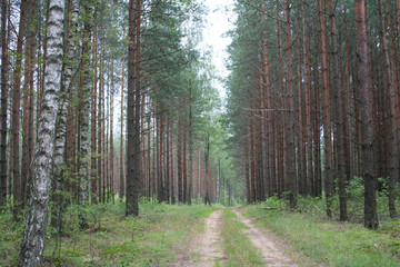 Forest in the summer
