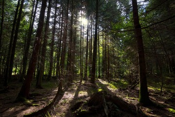 Wälder der Vogesen