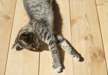 small kittens play on the wooden floor. Sunlight.