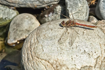 libellula