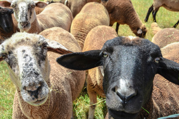Lamm Herde auf Wiese
