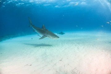 Naklejka premium Tiger shark at Tigerbeach, Bahamas
