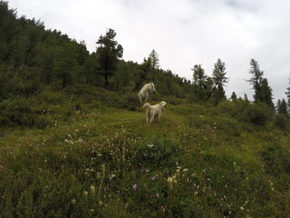 Russia, Altai Republic, dog, Golden Retriever, horse
