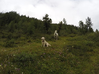 Fototapeta premium Russia, Altai Republic, dog, Golden Retriever, horse
