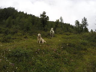 Naklejka premium Russia, Altai Republic, dog, Golden Retriever, horse
