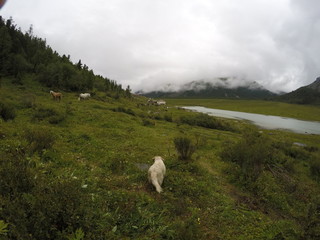Russia, Altai Republic, dog, Golden Retriever, horse
