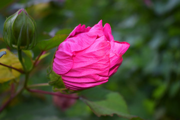 Hibiscus herbaceous  in a garden. Summer.