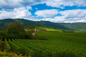 Landschaft im Elsass im Sommer