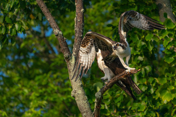 Mother and Son Osprey on a branch. Wings spread for takeoff.