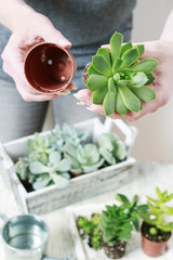 Woman planting succulents