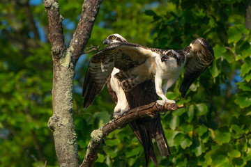 Mother and Son Osprey on a branch. Wings spread for takeoff.
