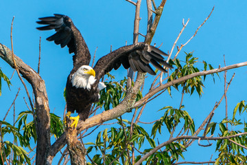 Bald eagle taking off from a tree.