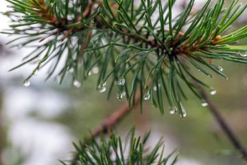 Naklejka na ściany i meble pine branch after the rain
