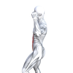 Concept conceptual 3D illustration chest fit strong human anatomy or anatomical and gym muscle isolated, white background for body health with tendons, abs, biological, fitness medical muscular system