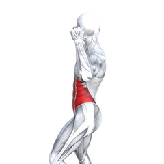 Concept conceptual 3D illustration chest fit strong human anatomy or anatomical and gym muscle isolated, white background for body health with tendons, abs, biological, fitness medical muscular system