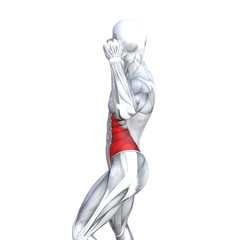 Concept conceptual 3D illustration chest fit strong human anatomy or anatomical and gym muscle isolated, white background for body health with tendons, abs, biological, fitness medical muscular system