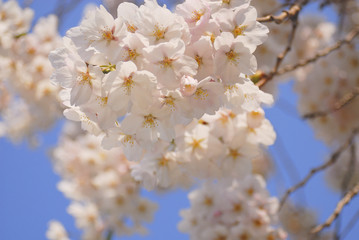 桜　春　素材