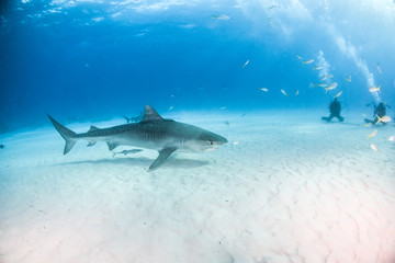 Fototapeta premium Tiger shark at Tigerbeach, Bahamas