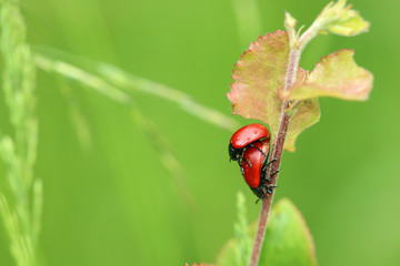 Pappelblattkäfer
