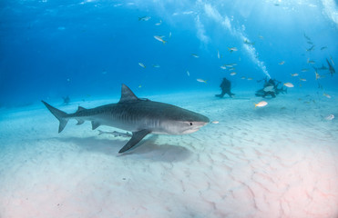 Fototapeta premium Tiger shark at Tigerbeach, Bahamas