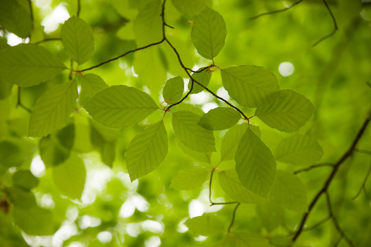 Background of beech leaves photographed toward the loght