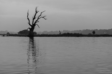 Silhouette of bare tree over dark cloudy sky on a lake coast. Monochrome toned background photo
