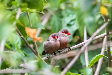 Common Waxbill, Estrilda astrid, two tropical birds in Sao Tome and Principe, african birds with a...