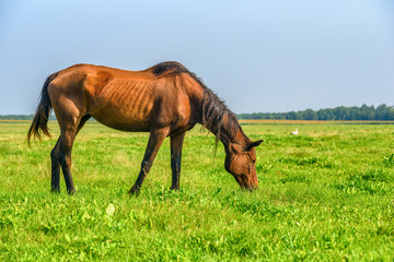 portrait of a horse on a summer field