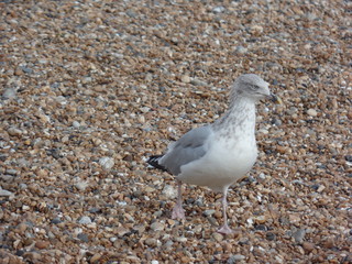 Möwe, Seagull